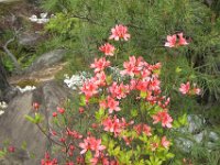 Japan104