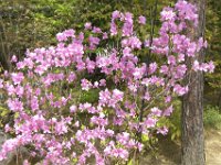 Japan107