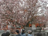 Japan1116