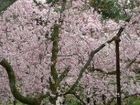 Japan1118