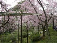 Japan1121