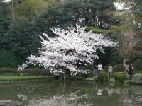Japan1136