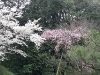 Japan1140