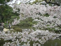Japan1146